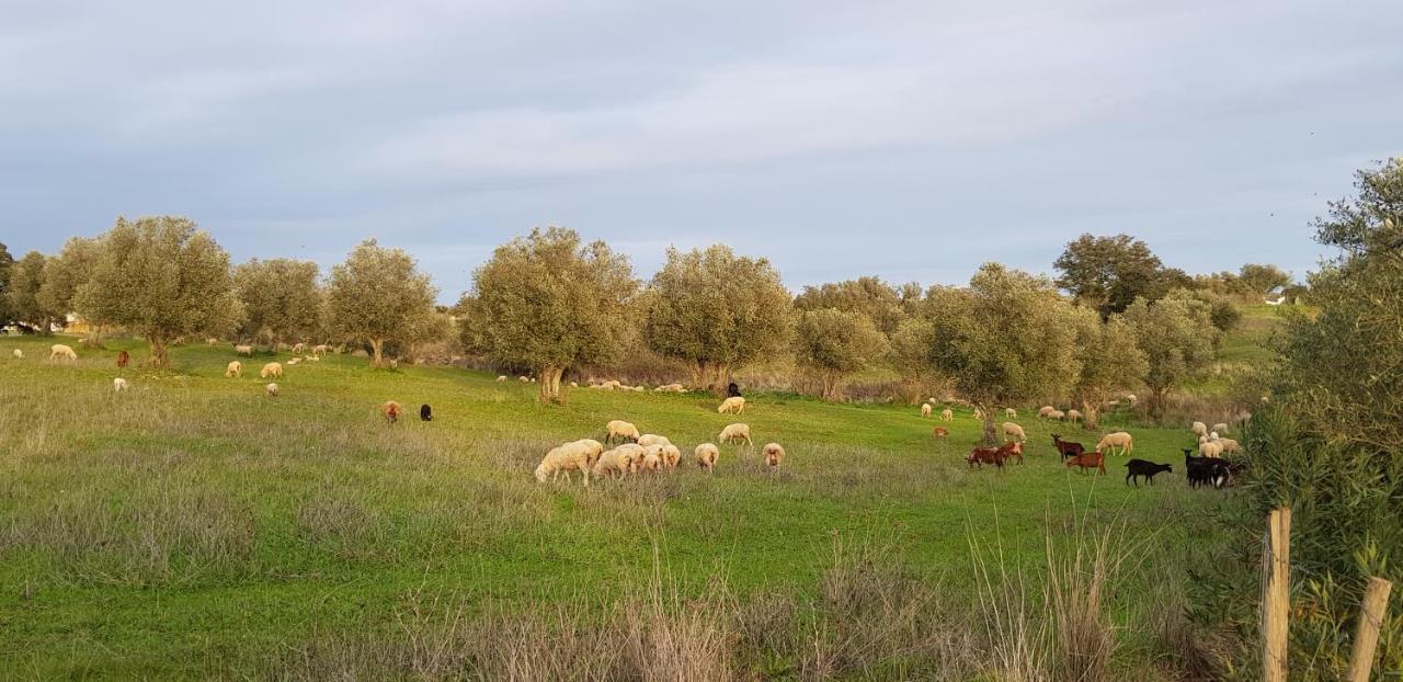 Trendy And Luxe Bed & Breakfast Ferreira Do Alentejo Exterior foto